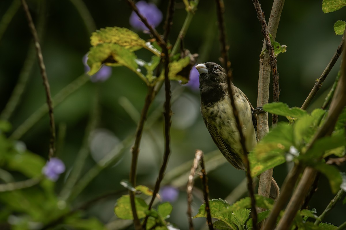 Gelbbauchspelzer - ML644378415