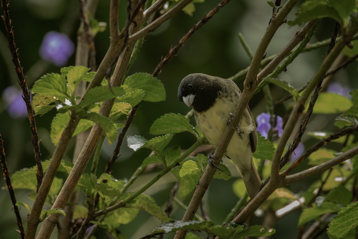 Gelbbauchspelzer - ML644378416