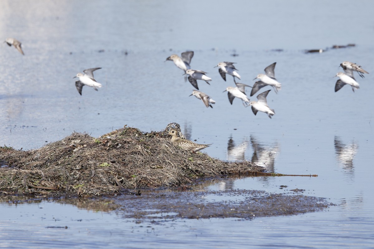 太平洋金斑鴴 - ML644378417