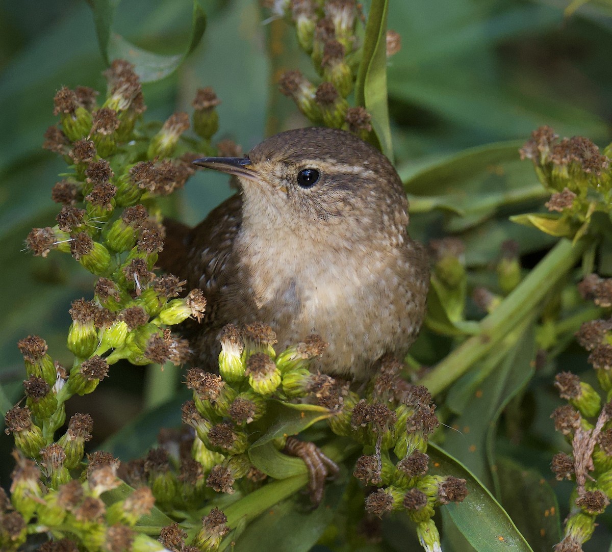 Winter Wren - ML644378433