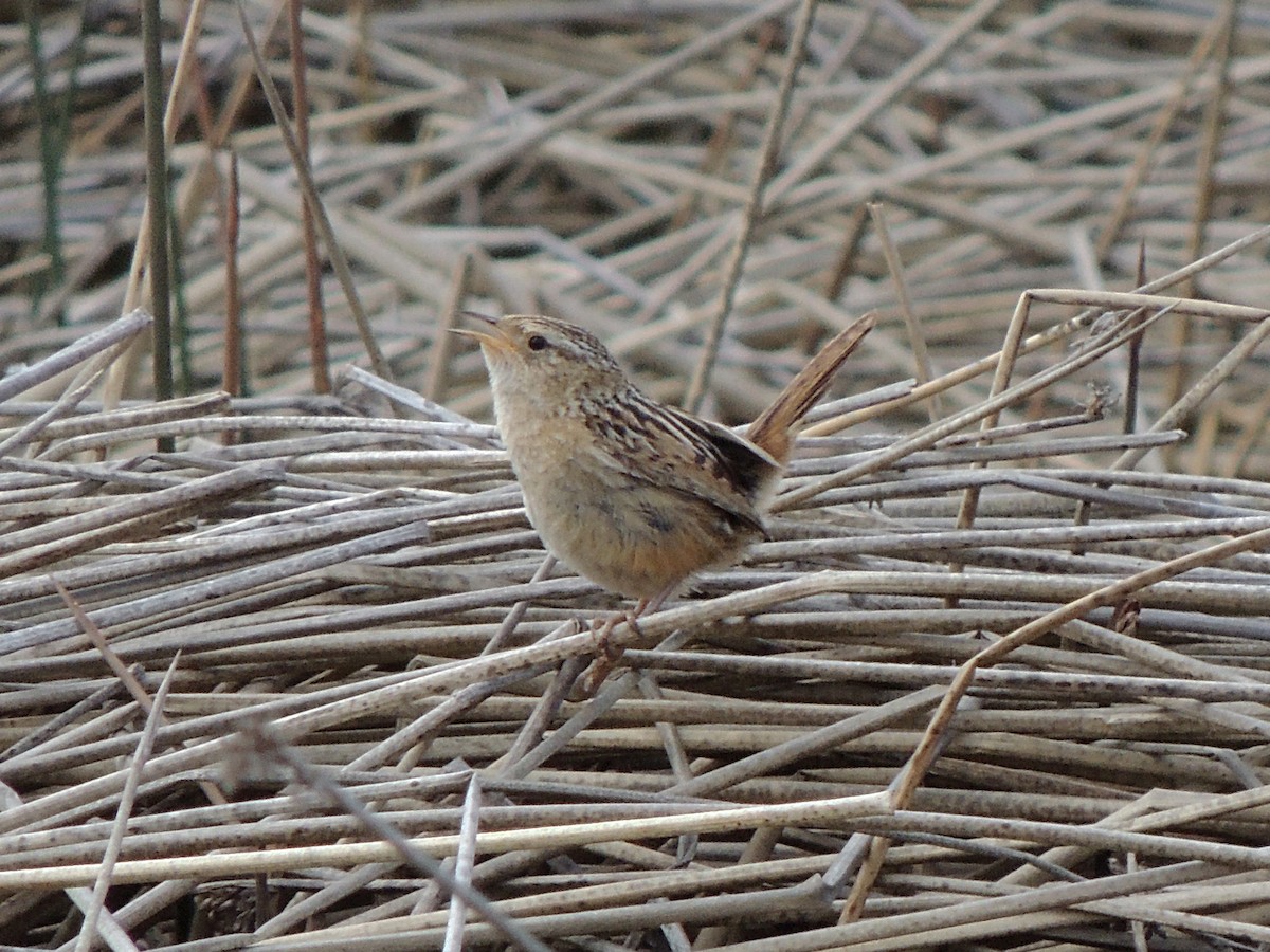 Grass Wren - ML644378444