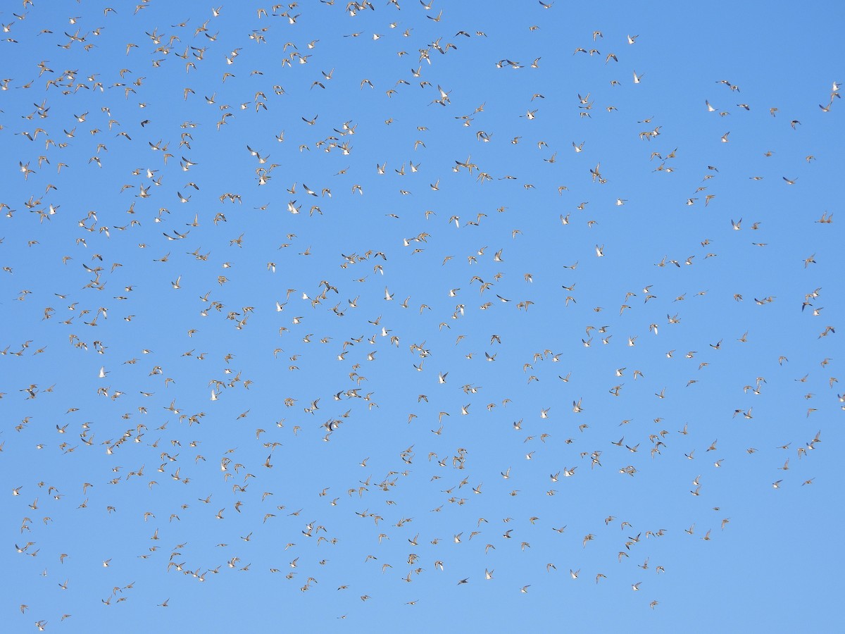 Сивка звичайна - ML644378447