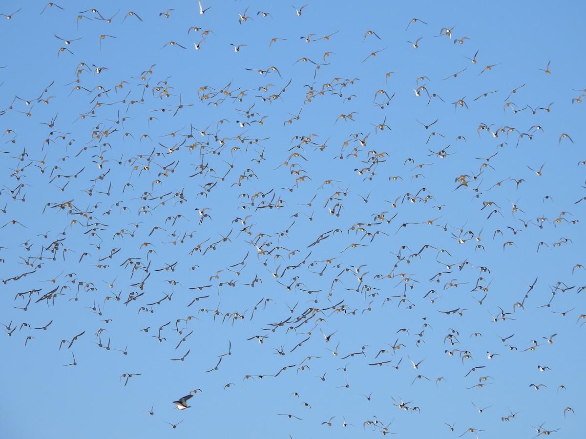 Сивка звичайна - ML644378449