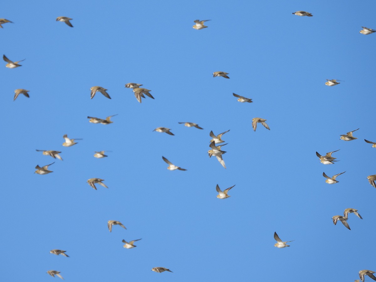 Сивка звичайна - ML644378451