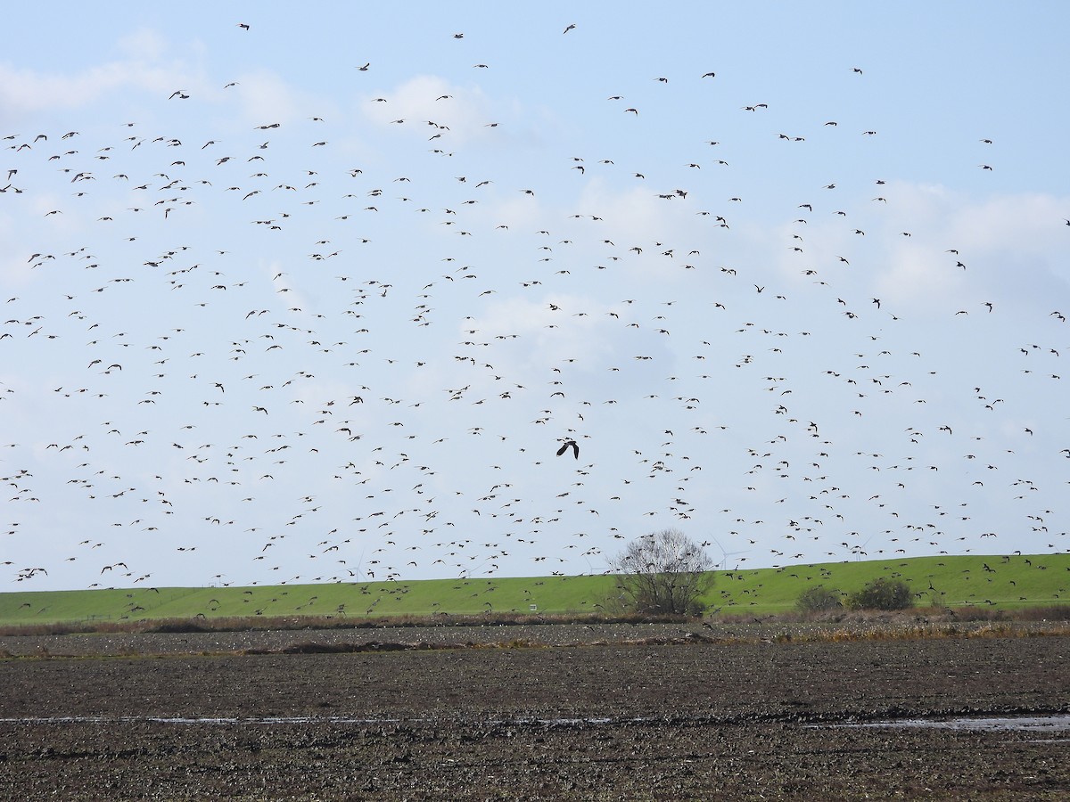 Сивка звичайна - ML644378452