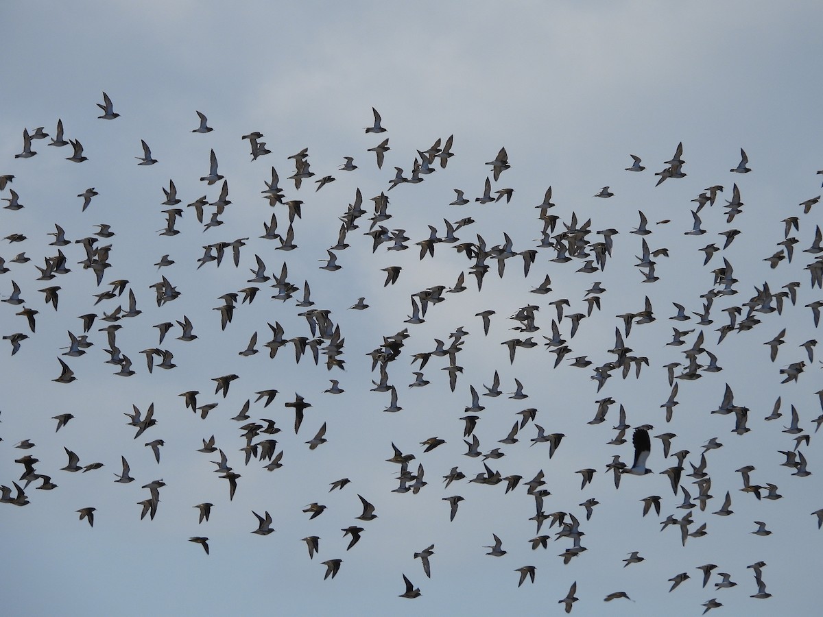 Сивка звичайна - ML644378453