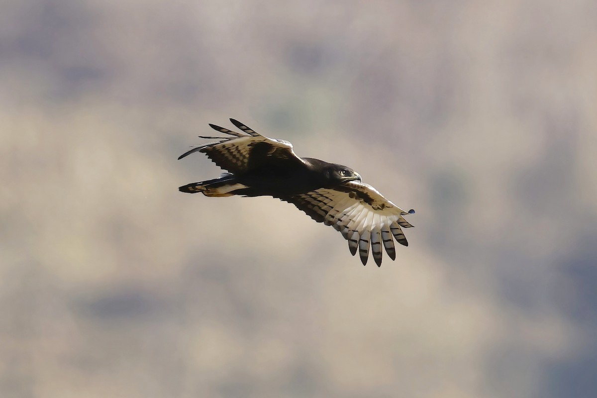 Long-crested Eagle - ML644378455