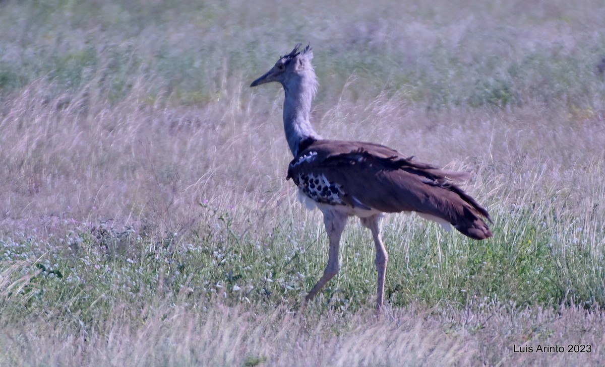 Kori Toyu - ML644378458