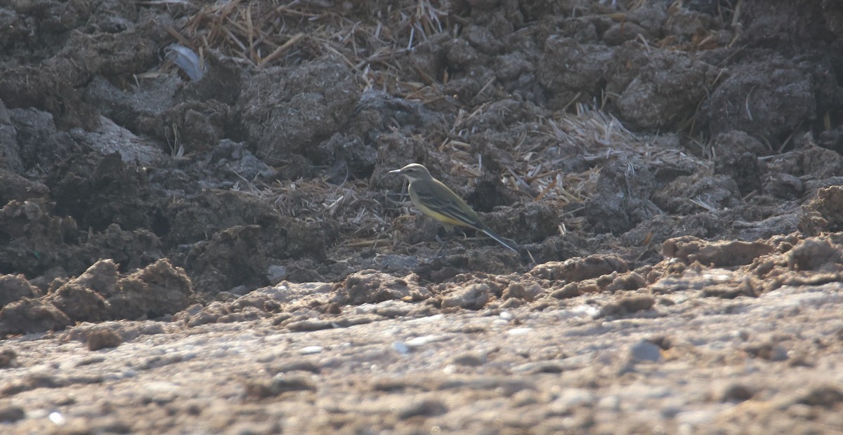Western Yellow Wagtail - ML644378460