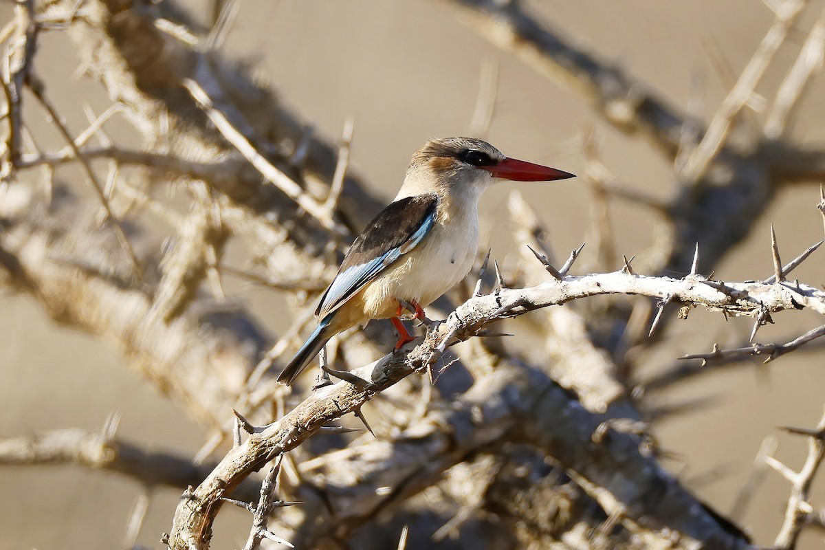 Gray-headed Kingfisher - ML644378475