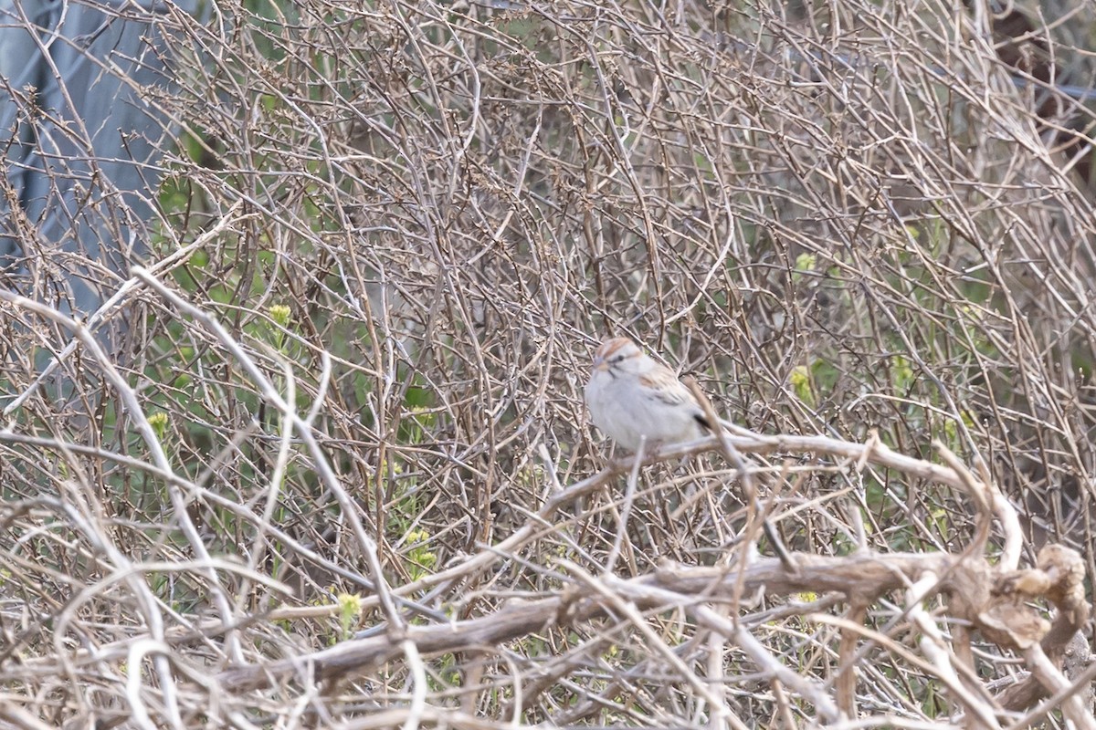 Rufous-winged Sparrow - ML644378497