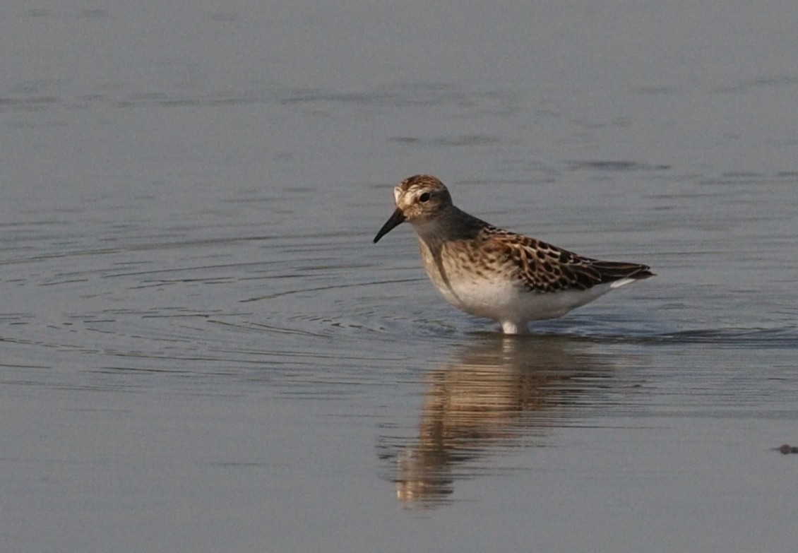 beringsnipe - ML644378517