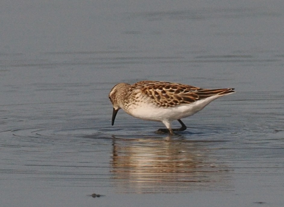 beringsnipe - ML644378518