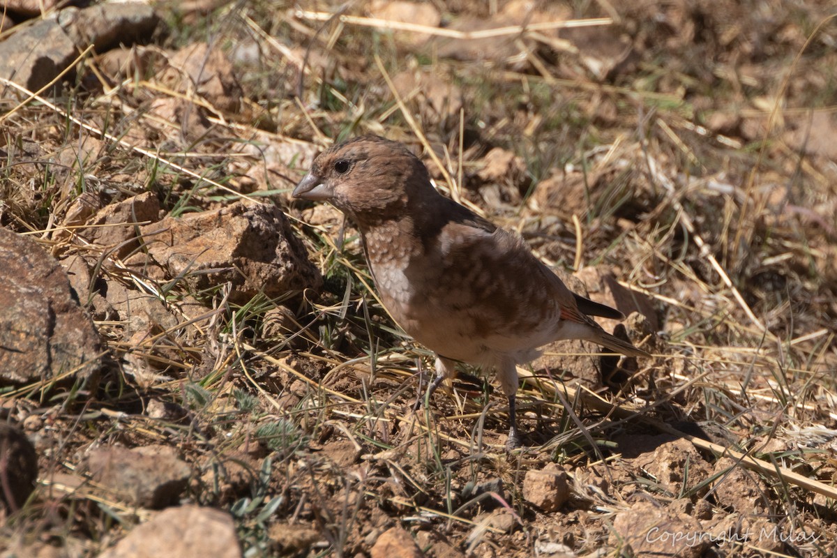 Crimson-winged Finch (African) - ML644378525