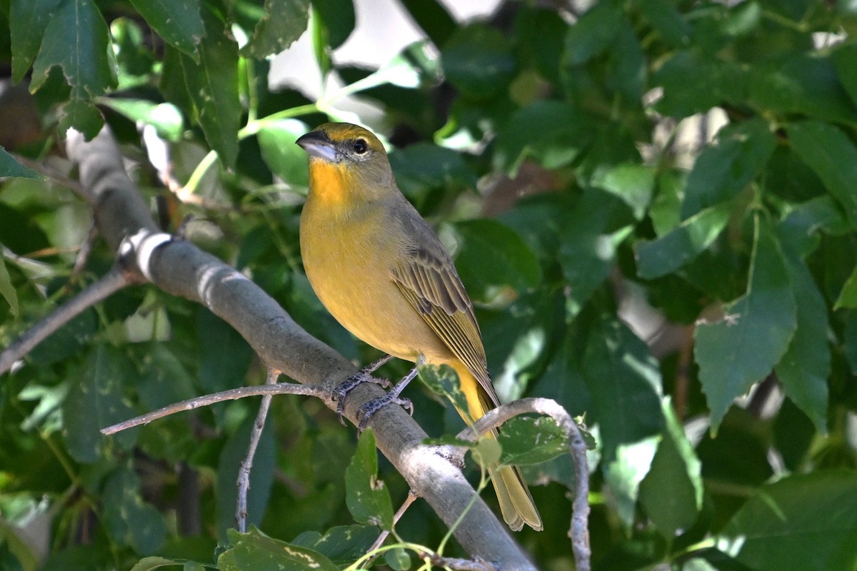 Hepatic Tanager - ML644378529