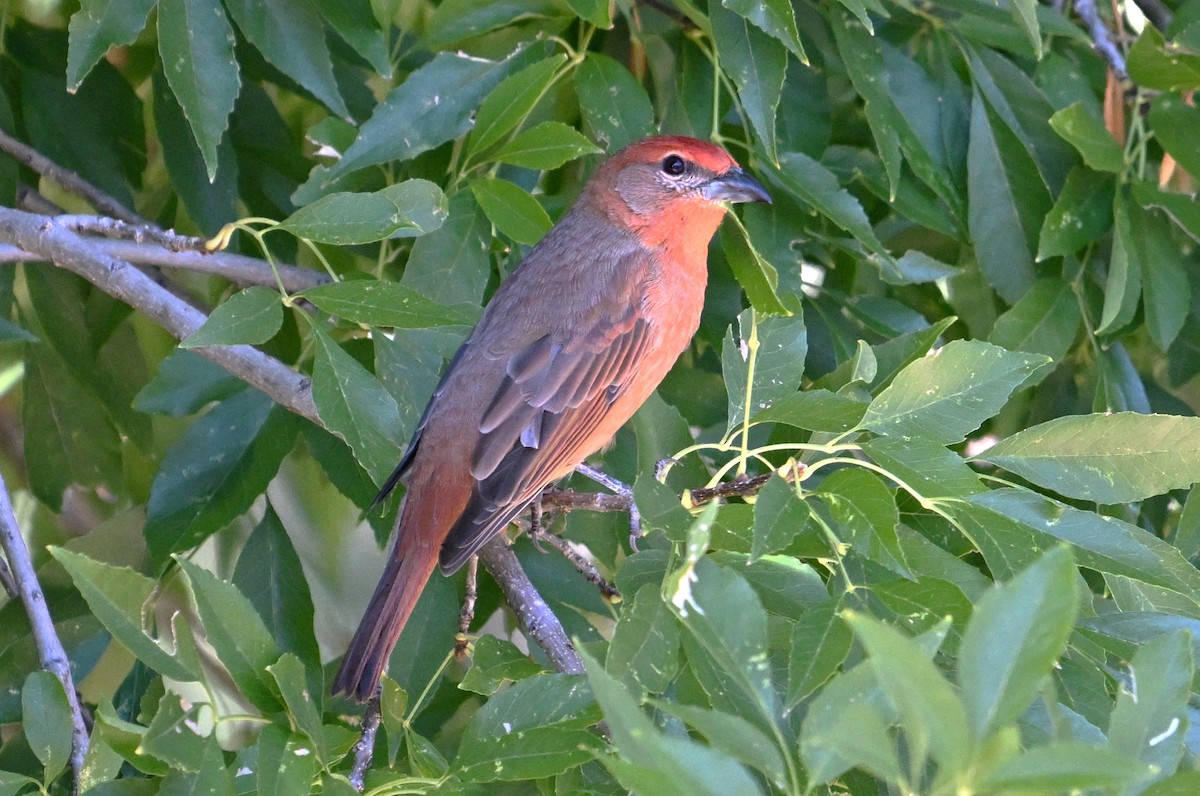 Hepatic Tanager - ML644378530