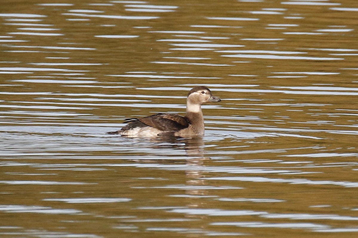 Long-tailed Duck - ML644378537