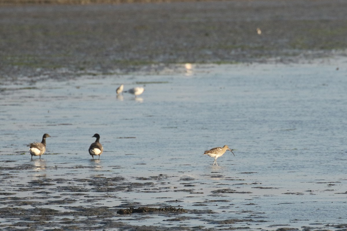 ダイシャクシギ - ML644378539