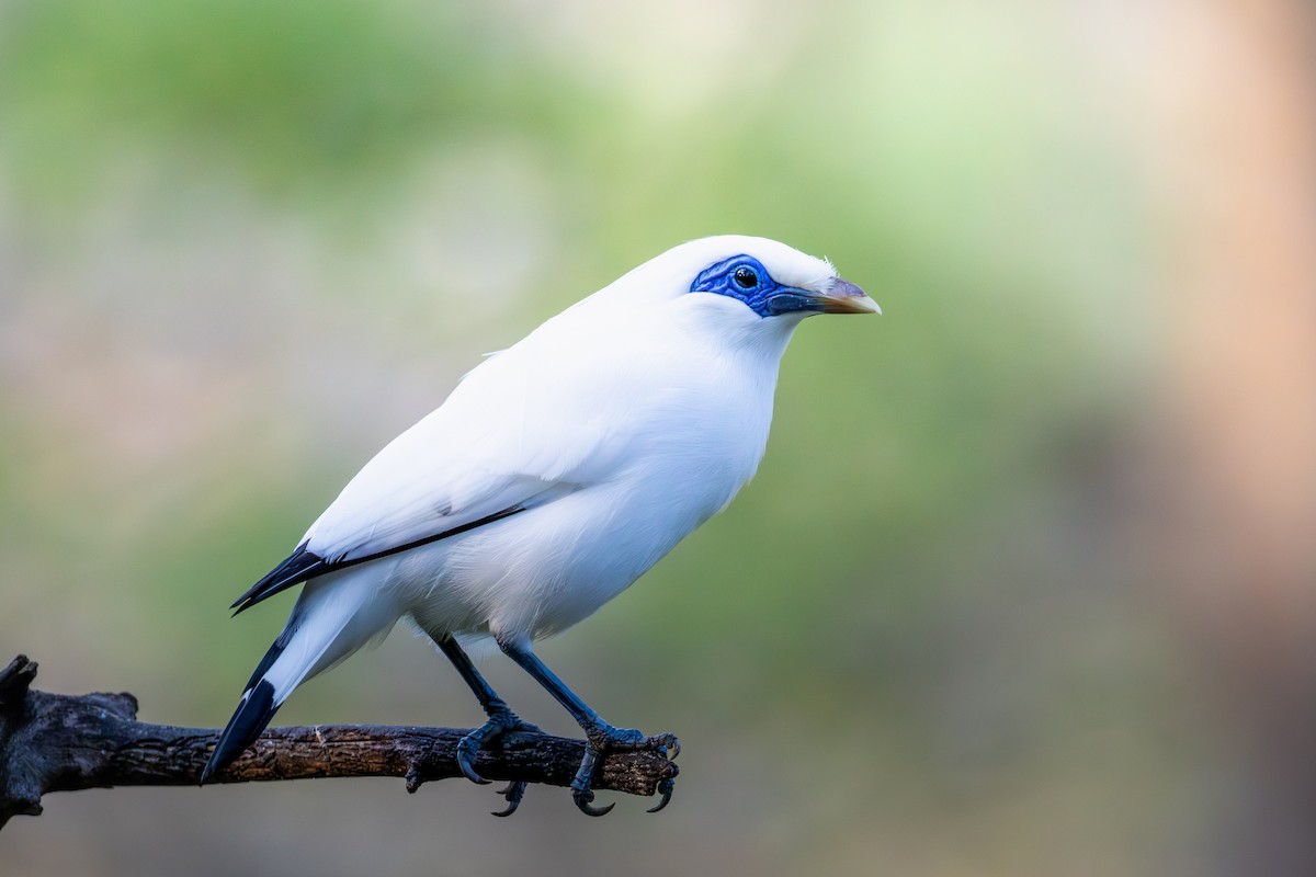 majna Rothschildova - ML644378544