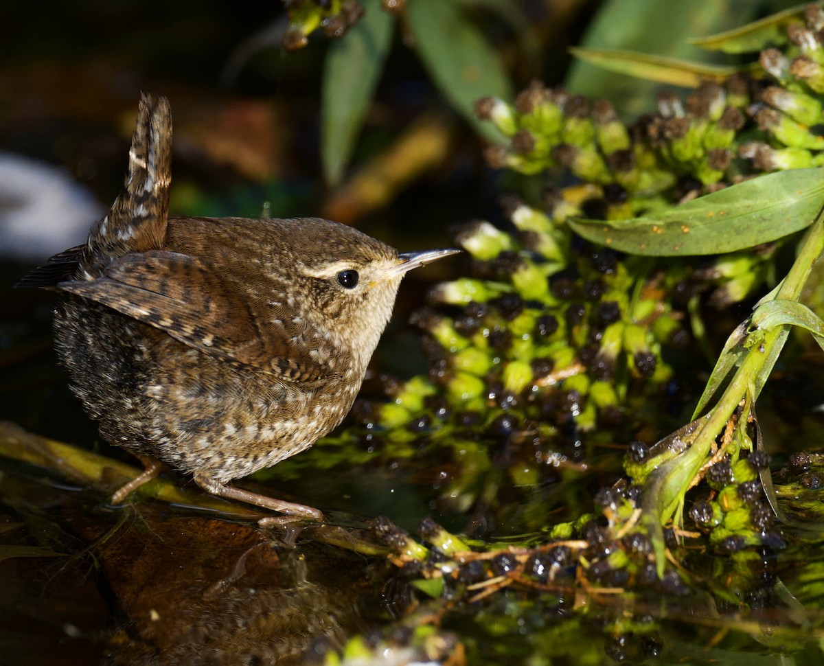 Winter Wren - ML644378545