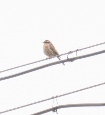 pěvuška hnědavá - ML644378547