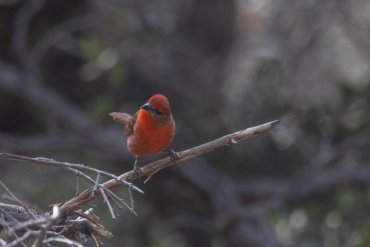 Hepatic Tanager (Northern) - ML644378551