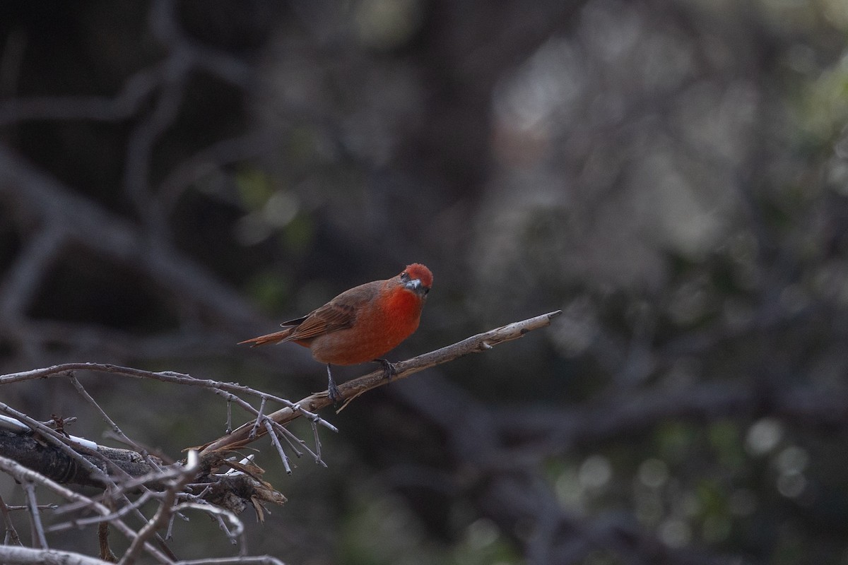 Hepatic Tanager (Northern) - ML644378552