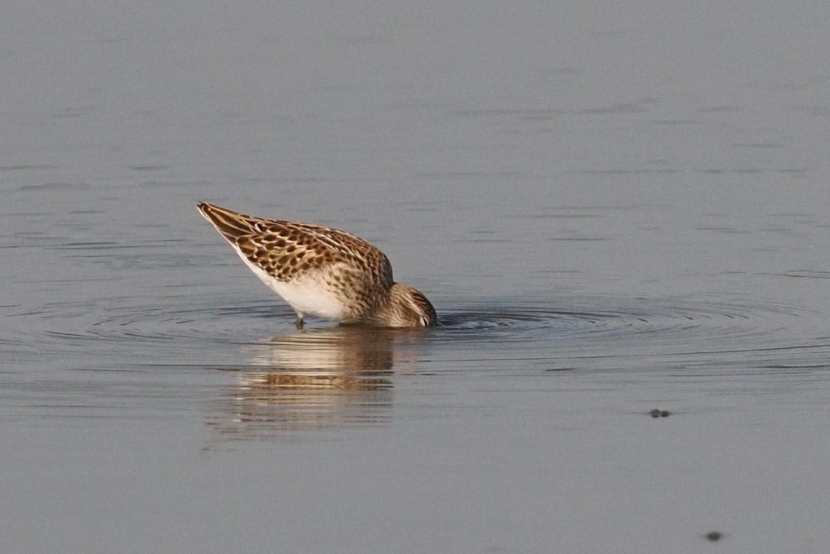 beringsnipe - ML644378553