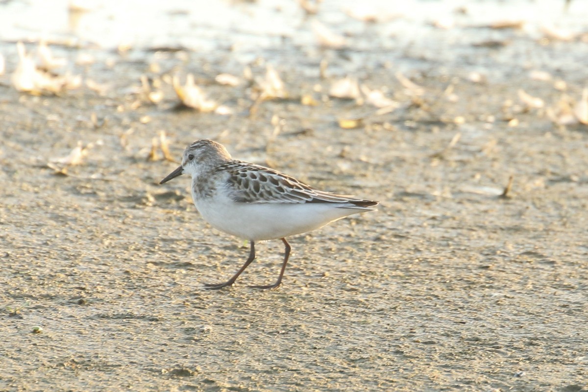 ミユビシギ - ML644378554