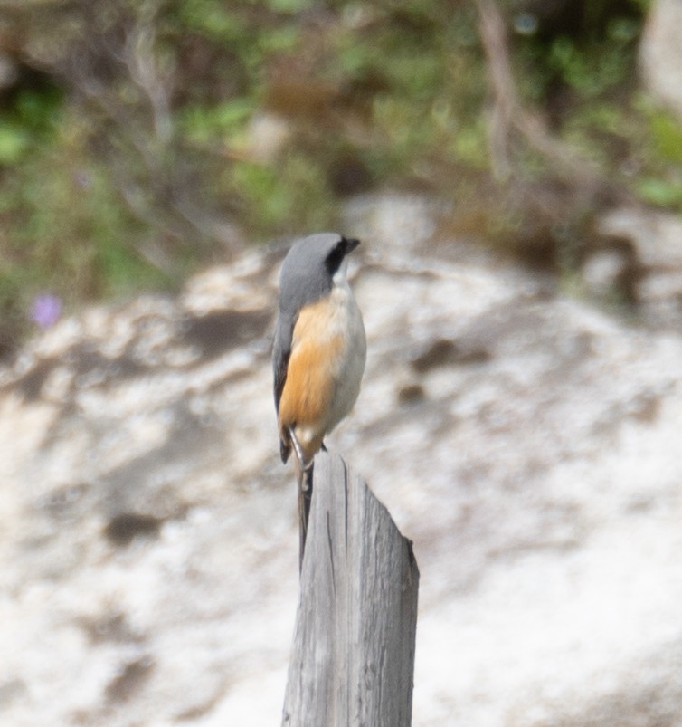 Gray-backed Shrike - ML644378555