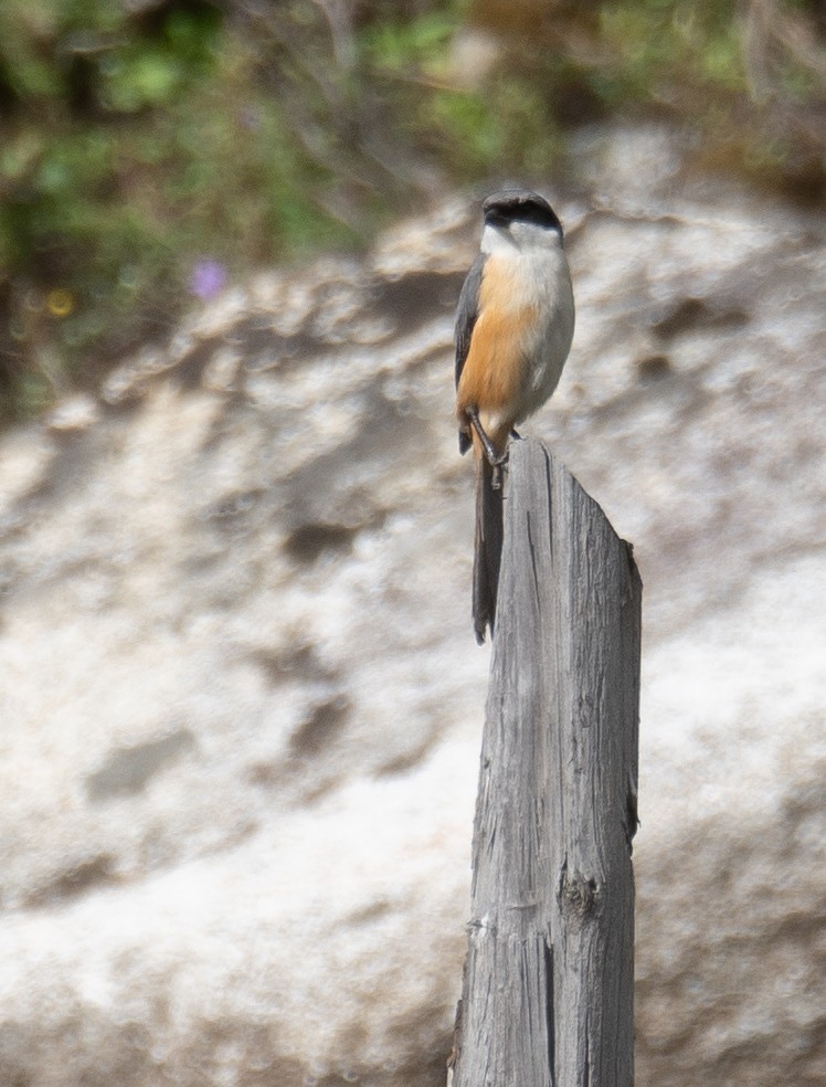 Gray-backed Shrike - ML644378556