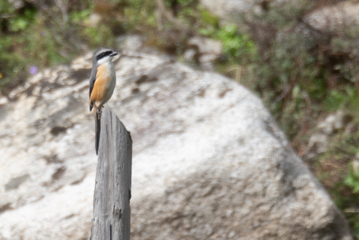 Gray-backed Shrike - ML644378557