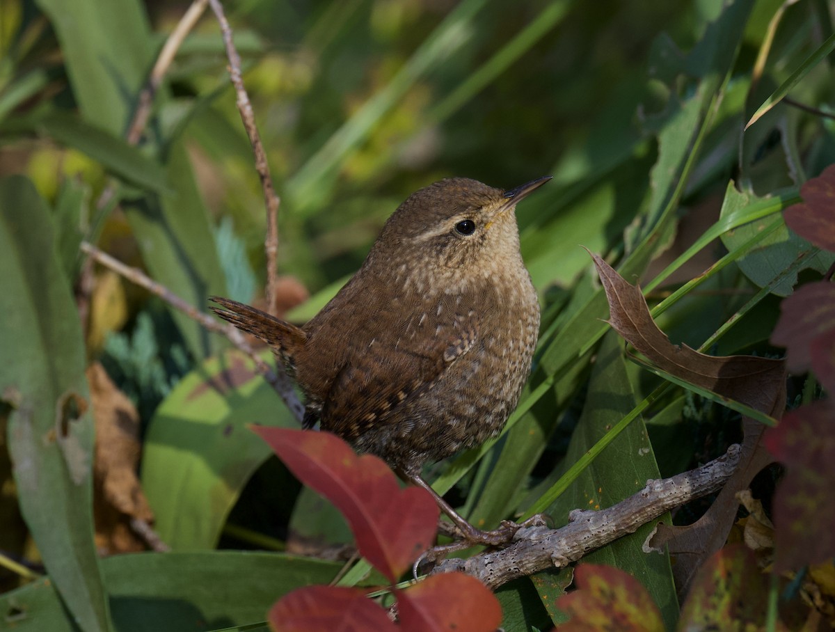 Winter Wren - ML644378563