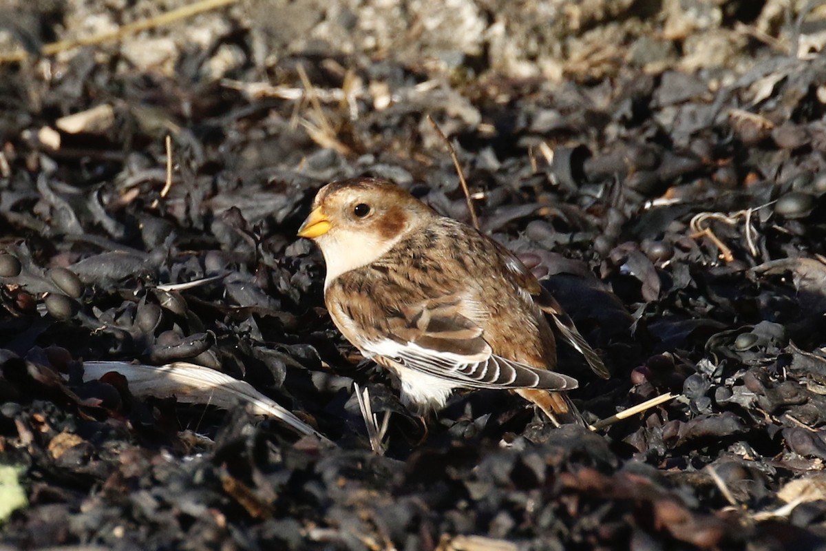 Snow Bunting - ML644378566