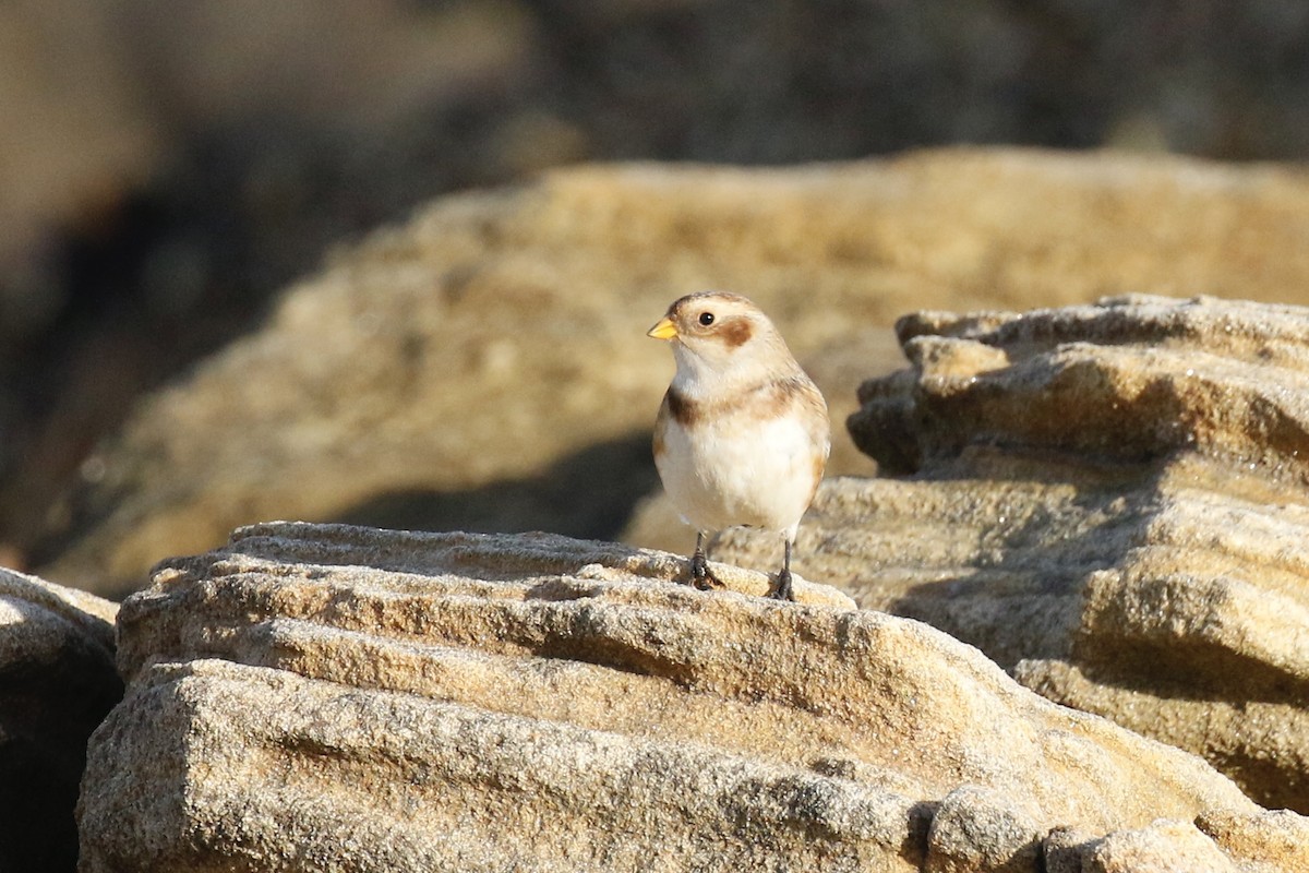 Snow Bunting - ML644378567
