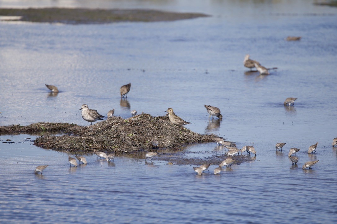 太平洋金斑鴴 - ML644378569