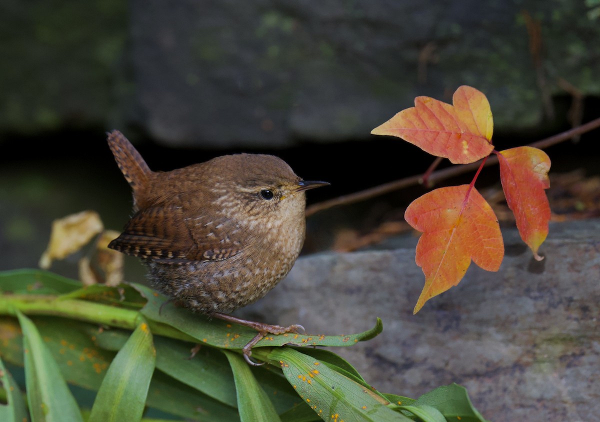 Winter Wren - ML644378572