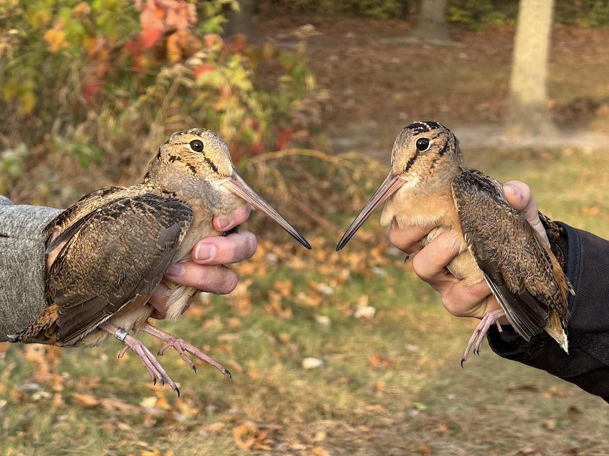 American Woodcock - ML644378573