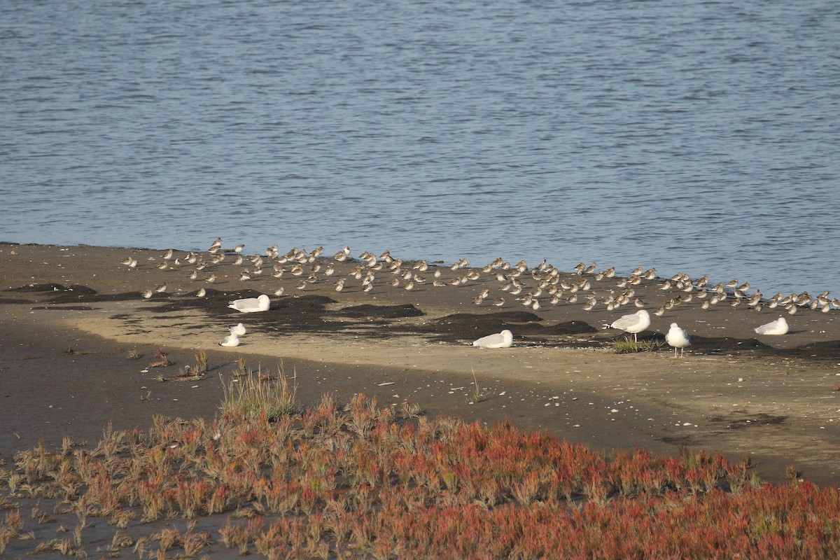 ハマシギ - ML644378574