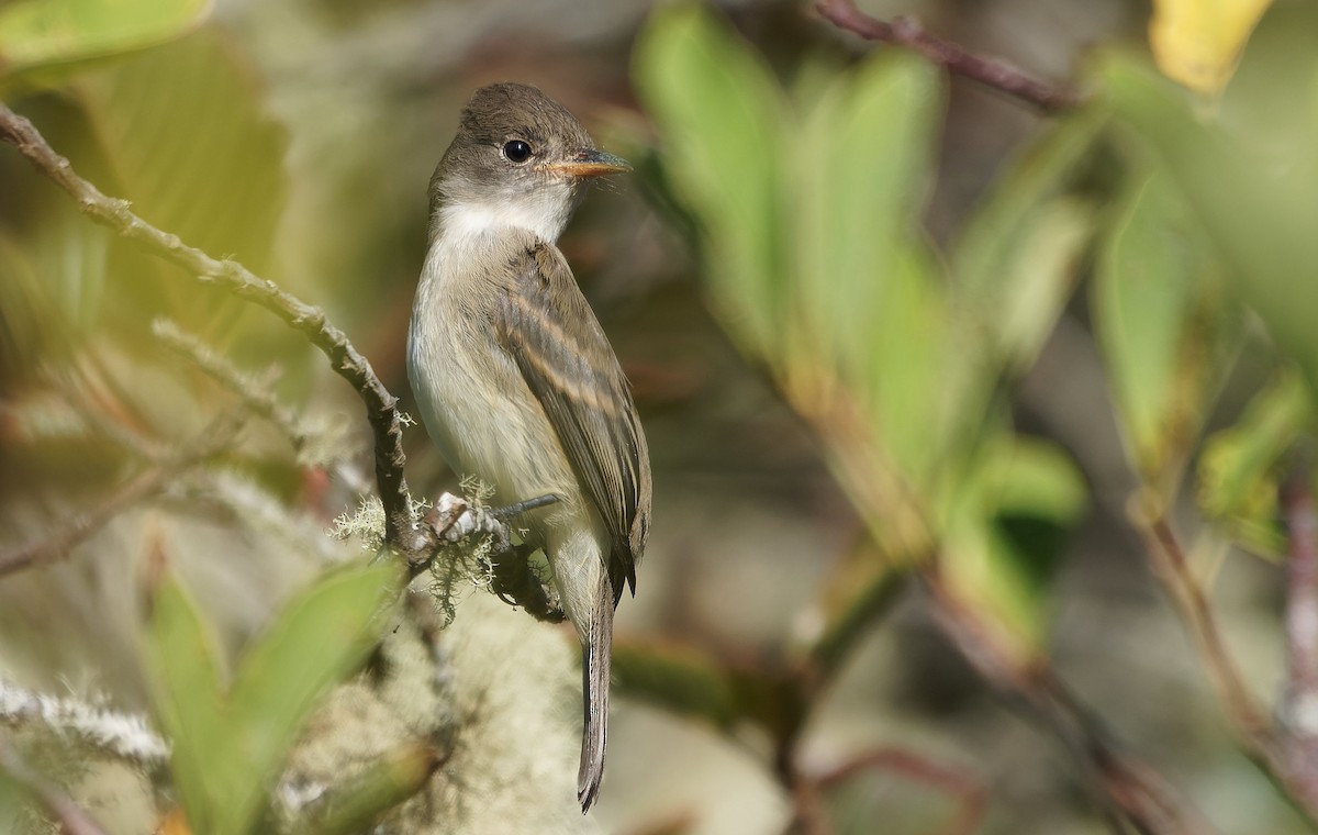 Піві-малюк вербовий - ML644378576