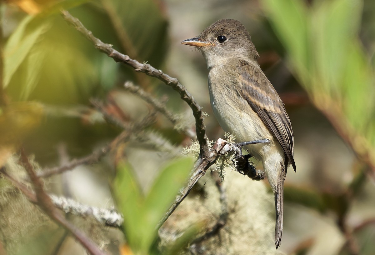 Піві-малюк вербовий - ML644378577