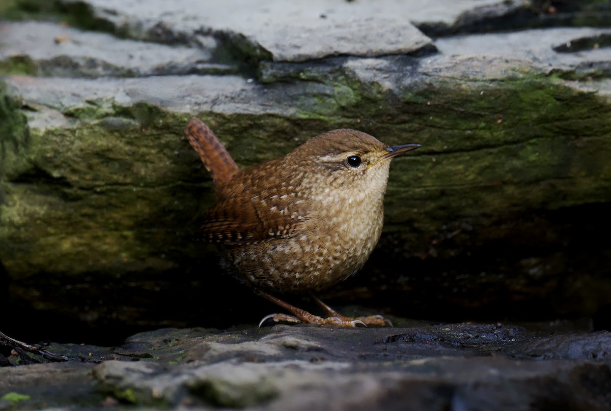 Winter Wren - ML644378579