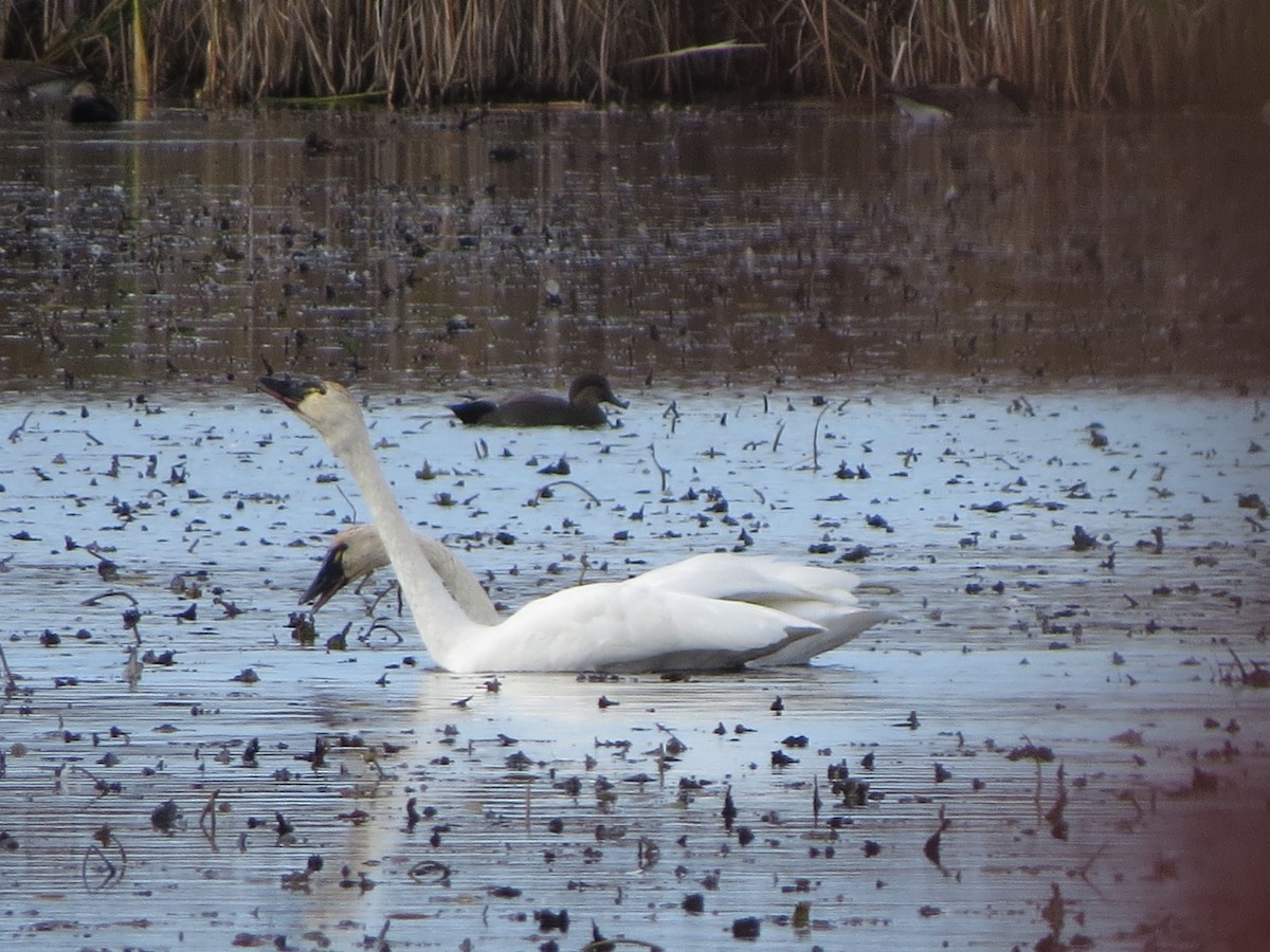 Ánade Friso - ML644378584