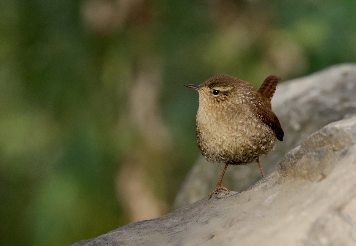 Winter Wren - ML644378594