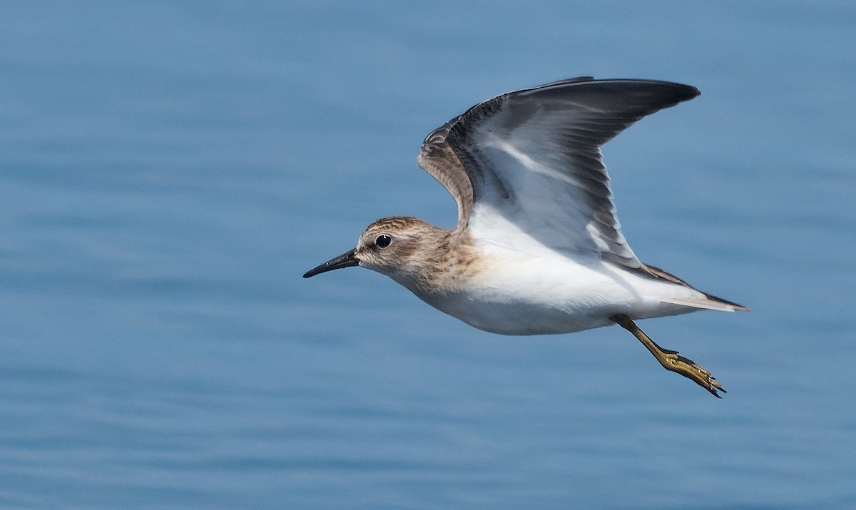 Least Sandpiper - ML644378603