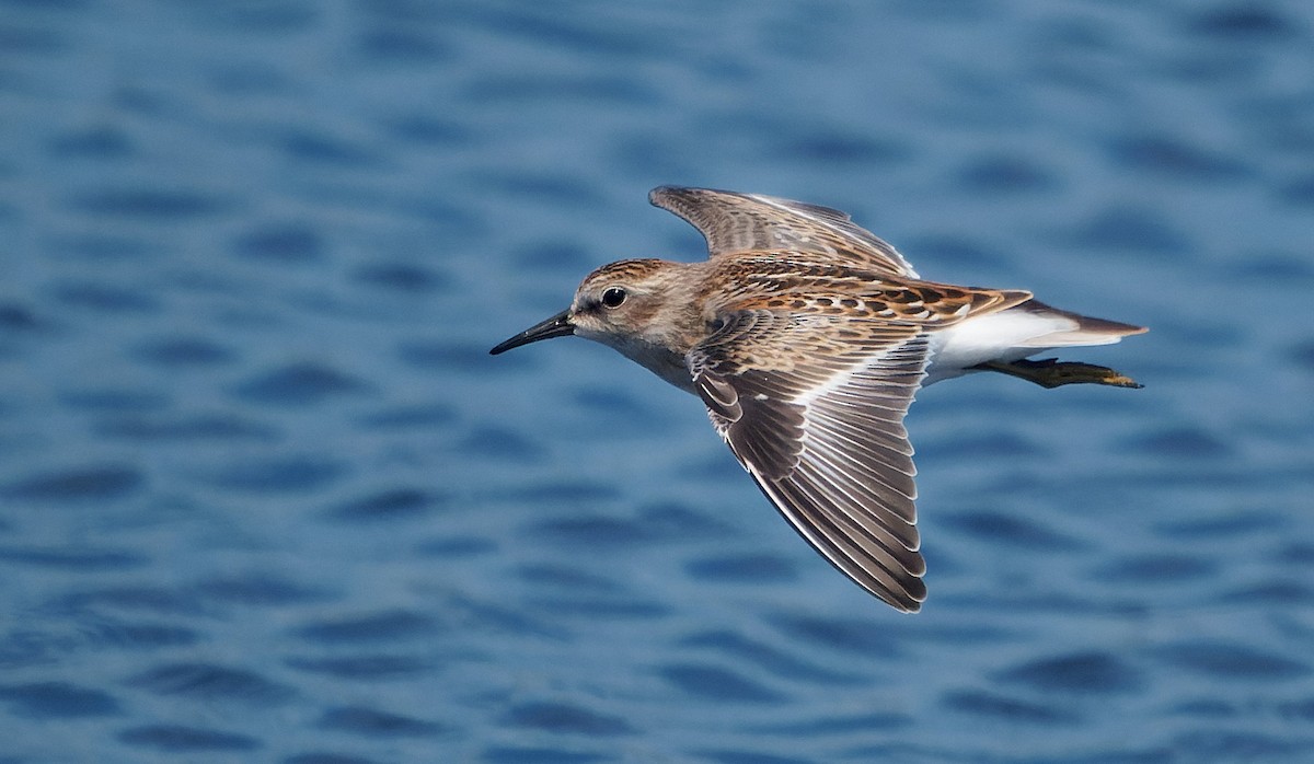 Least Sandpiper - ML644378604