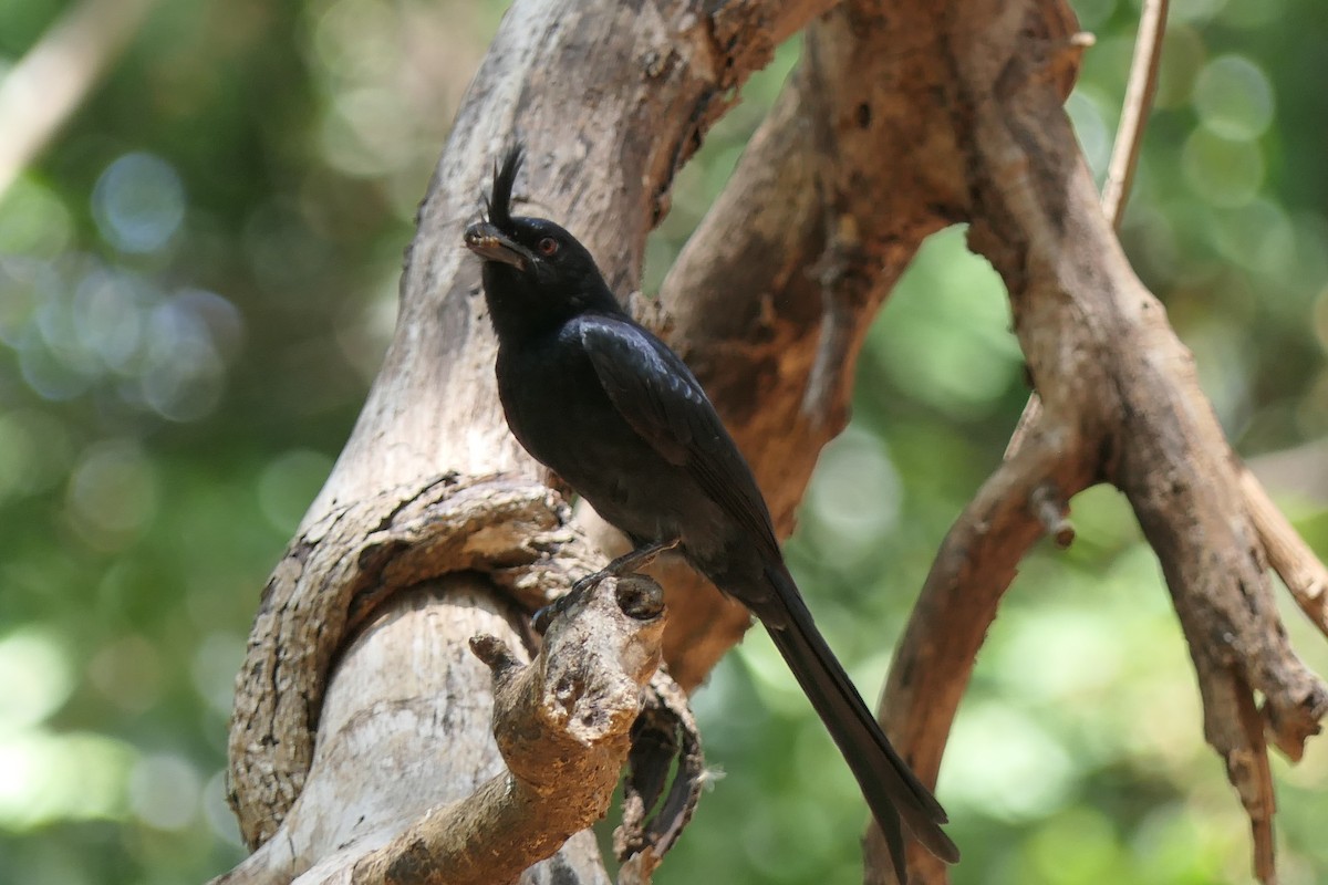 Crested Drongo - ML644378607