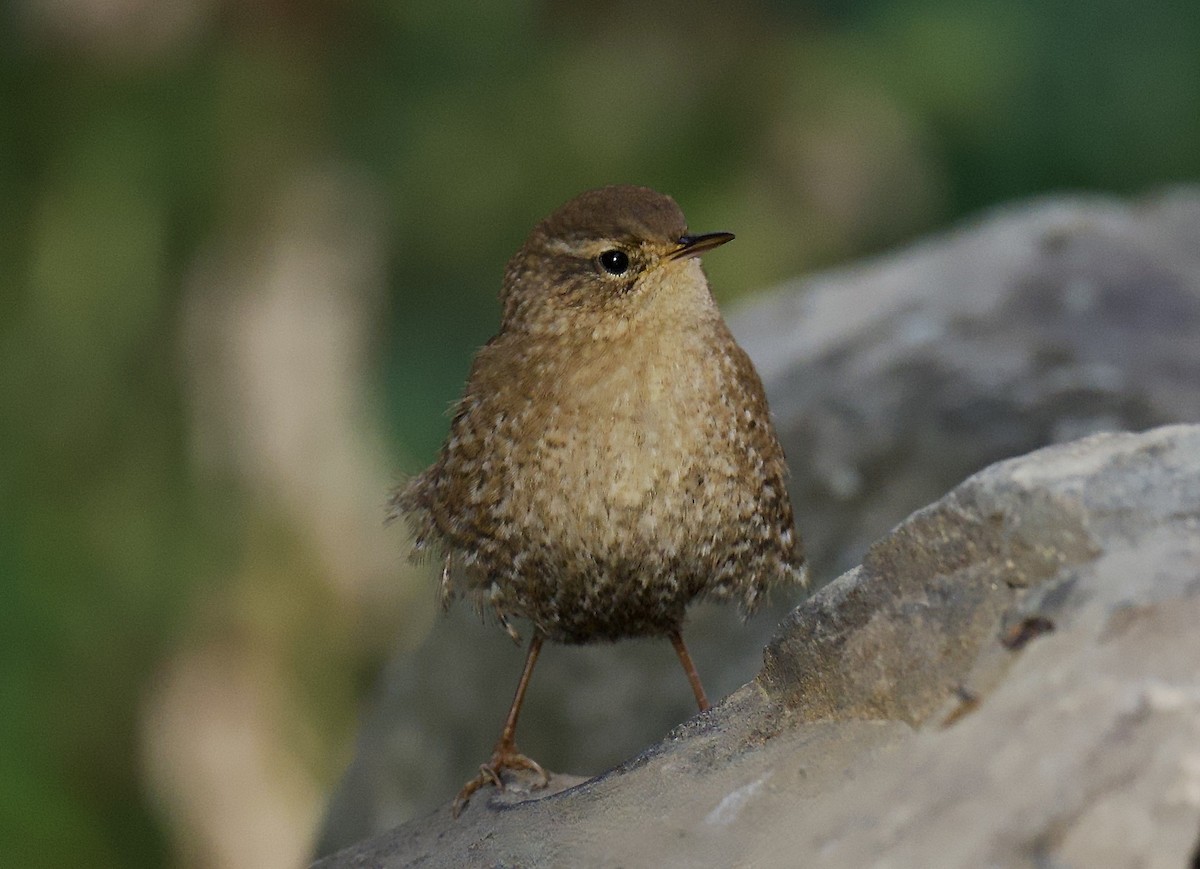 Winter Wren - ML644378615