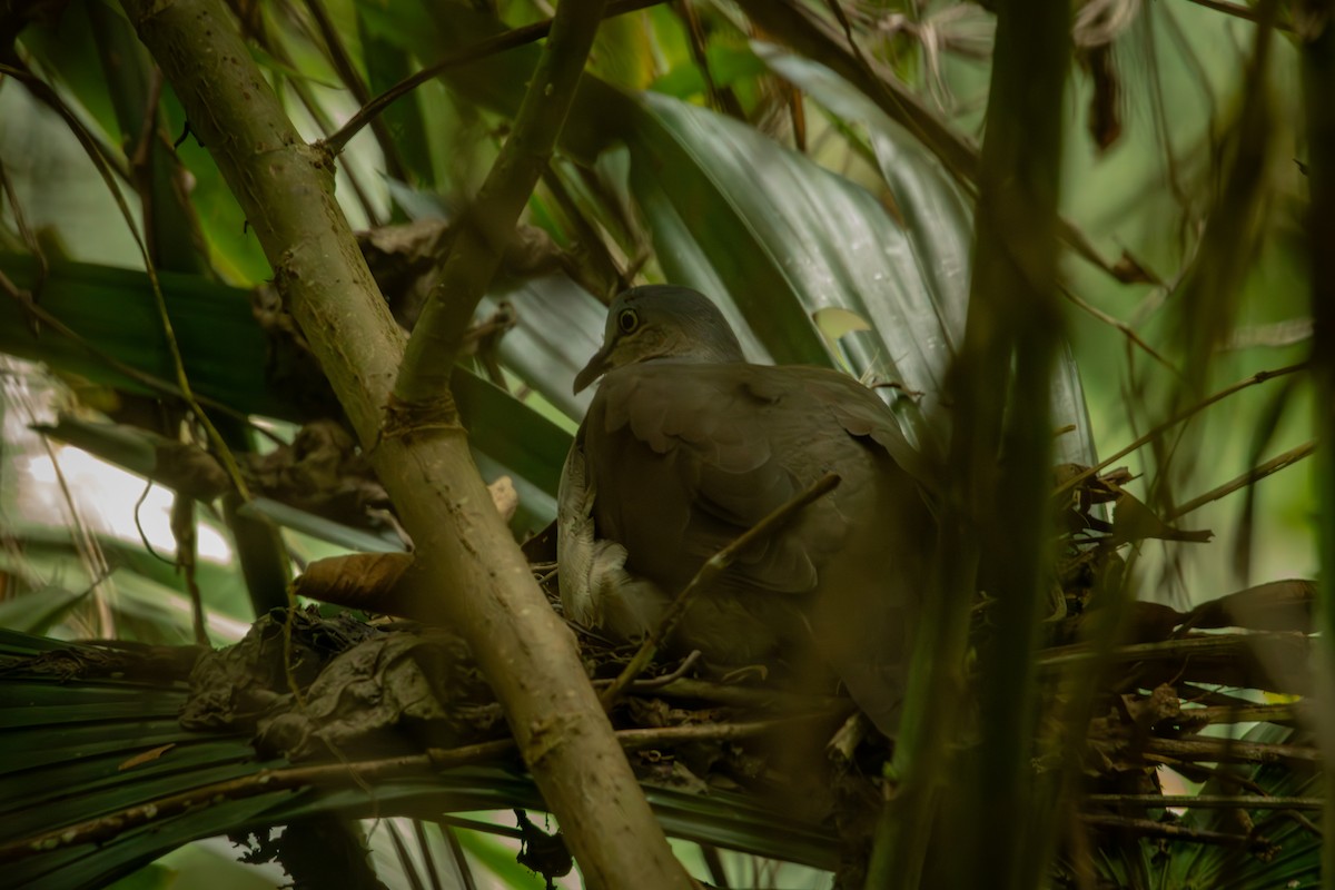 Gray-headed Dove - ML644378616