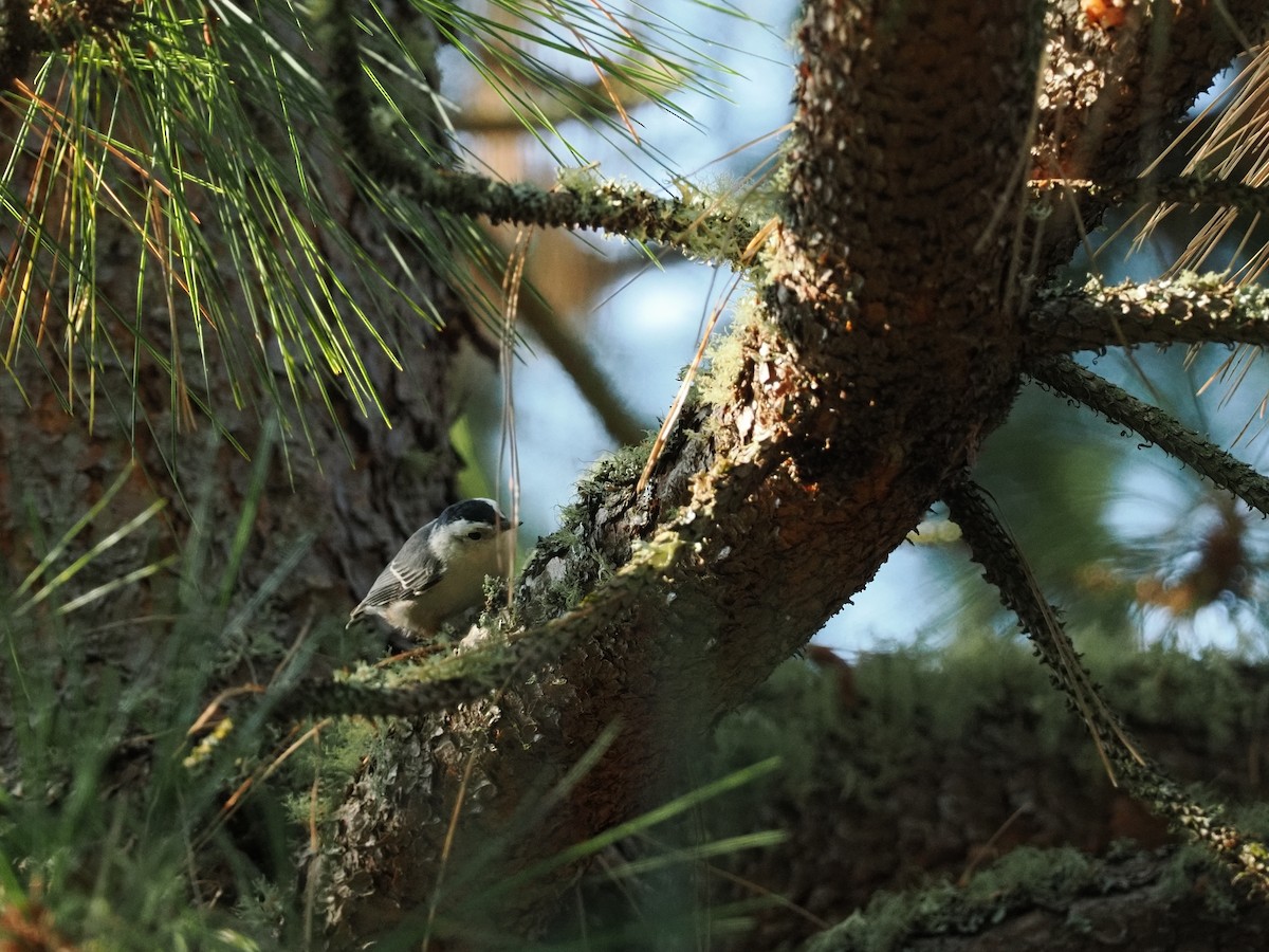 White-breasted Nuthatch - ML644378617